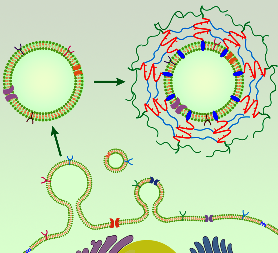 The stability of cell-derived vesicles was improved by anchoring copolymers into their bilayer membrane and subsequent cross-linking. The cross-linked-copolymer vesicles exhibit a remarkable combination of improved properties including significantly reduced membrane permeability, no aggregation in time, enhanced stability and pH-responsiveness. The latter allows loading/releasing of the cargos into/from the cross-linked-copolymer vesicles in a controlled manner that is advantageous for bio-applications.
